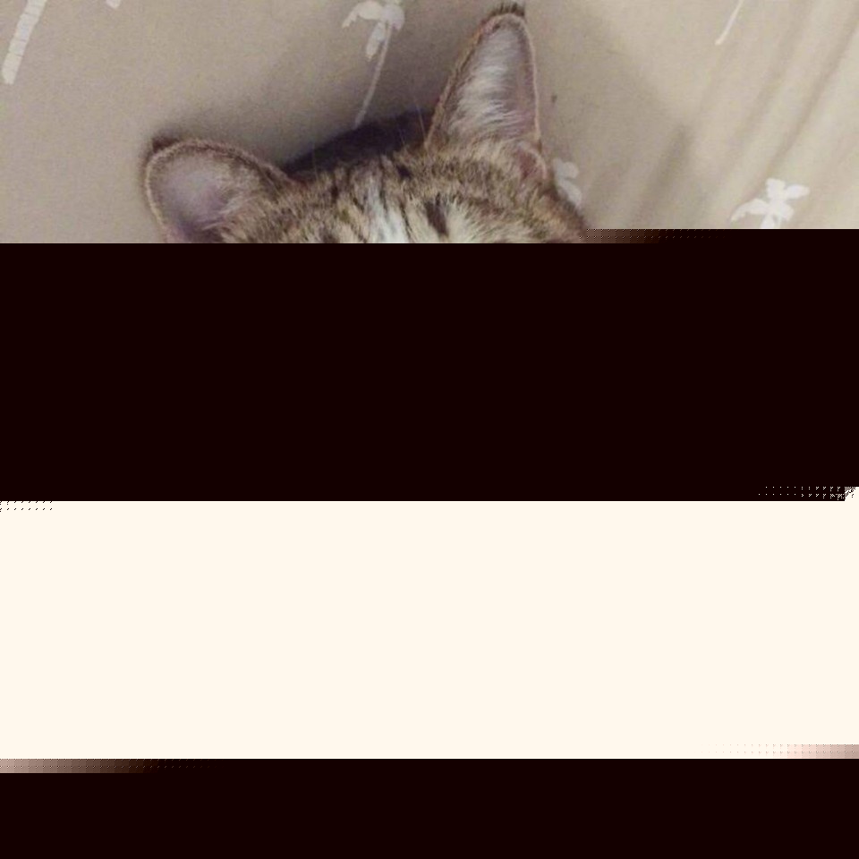 （猫咪表情包）比心心-斗图表情包_U表情包