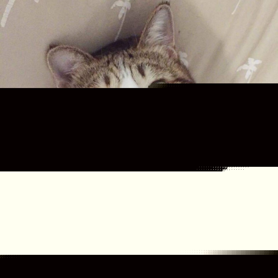心爱猫咪比心心-斗图表情包_U表情包